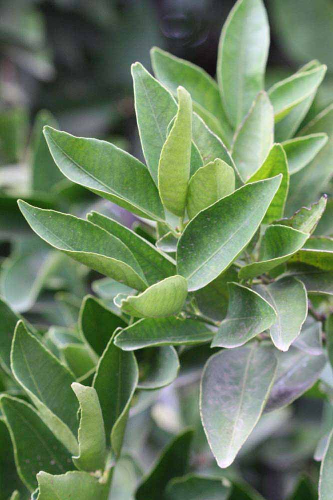              Sun leaves (Riverside, CA)       